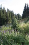Pine Trees and Wild Flowers