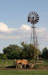 Draft Horses and Windmill at Watering Trough