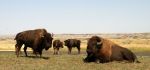 Buffalo in Roosevelt Nat Park, N. Dakota