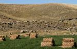 Sheep on Hillside and Hay Bales