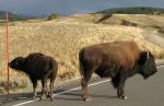 Buffalo on Road