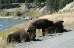 Buffalo Family Sitting beside Road in Yellowstone National Park
