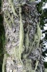 Usnea, Tree Moss, Old Man's Beard or Lichen on Tree