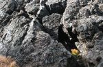 Oregon Lava Flows
