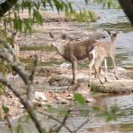 Black-tailed Deer by a Rogue River, OR