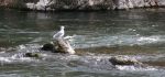 Seagull on Rock in Rogue River, OR