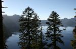 Pine Trees at Crater Lake, OR