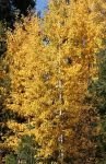 Beautiful Aspen Tree Turning Gold in Early Autumn