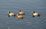 Mallard Ducks on a Pond