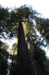 Coastal Redwood Trees