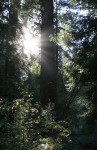 Sun Shining through Redwood Trees