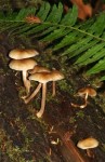 Tiny Mushrooms on Tree Trunk