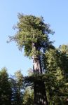 Coastal Redwood Tree