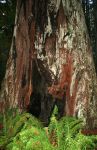 Coast Redwood Tree Trunk and Ferns