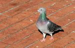Pigeon or Dove on Brick Sidewalk