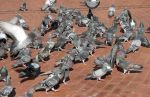 Flock of Pigeons Brick Sidewalk