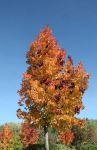 Maple Tree in Many Fall Colors