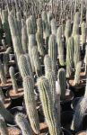 Baby Saguargo Cactus