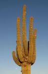 Saguaro Cactus with Nest Holes