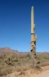 Saguaro Cactus - badly damaged but still alive
