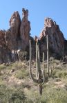 Saguaro Cactus in Superstition Mountains, Az