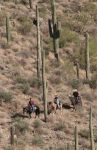 Horseback Riders among Saguaro Cactus in Superstition Mountains, Az