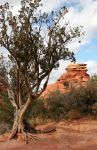 Tree and Red Rocks from Schnebly Road, Sedona, AZ 