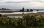 Siletz Bay Island at Low Tide with Scotch Broom in Foreground