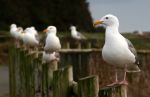 California Sea Gulls on Fence Posts