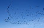 Flight of Thousands of Geese