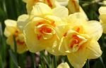 Unusual Yellow Tulips