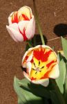 Red, White and Yellow Tulips