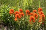 Indian paintbrush or Prairie-fire