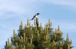 Magpie on Top of a Tree