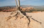 Dead Tree at Bryce Point