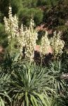 Yucca Plants in Bloom