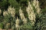 Yucca Plants in Bloom