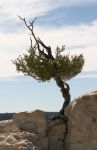 Pine Tree Clinging to Rocks