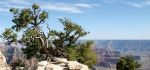 Tree Clinging to Rocks on the North Rim of The Grand Canyon