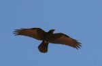 Condor or Vulture