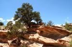 Rock Formation and Trees, Capitol Reef National Park