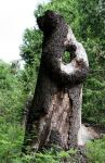 Interesting Dead Tree Stump