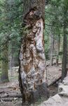 Severely Damaged Pine Tree Trunk