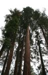 Giant Redwoods in Mariposa Grove