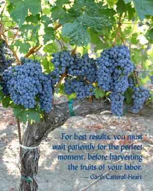 Red Grape Vine with Quote