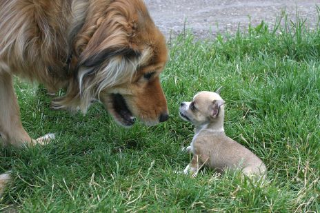 Big Dog Meeting Chihuahua Puppy