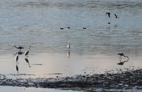 White Egrets and Herons along Edge of Water