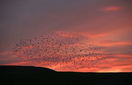 Flock of Birds at Sunset