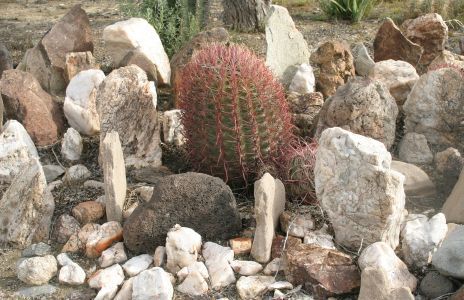 rock cactus garden