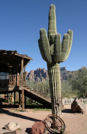 Seguaro Cactus